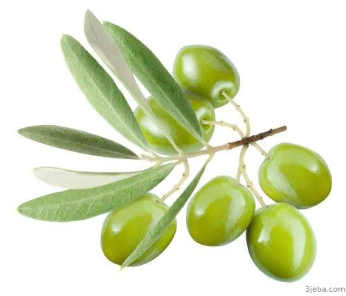 تفسير رؤية الزيتون في المنام للعزباء Olive Olive Tree Green Olives