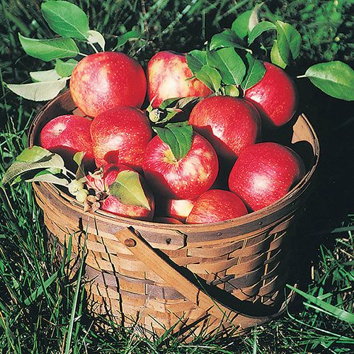 Apple Trees Of Any Variety Are A Wonderful Addition To Your Landscape Whether Dwarf Or Full Size Maintainin Apple Tree Care Apple Tree Apple Tree Care Sprays