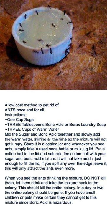 Pin On Cleaning Tips - Ant Trap Diy Without Borax Pin On Cleaning Tips - Ant Trap Diy Without Borax