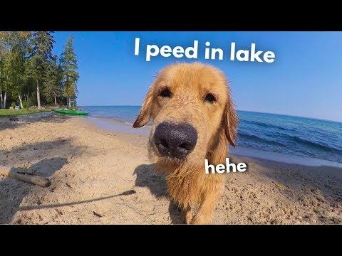 my dog rents a beach house family vacation youtube beach houses for rent baby animals funny cute funny dogs