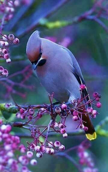like the colors of this but cedar waxwings are not usually purple i think hmm filter beautiful birds animals beautiful pet birds