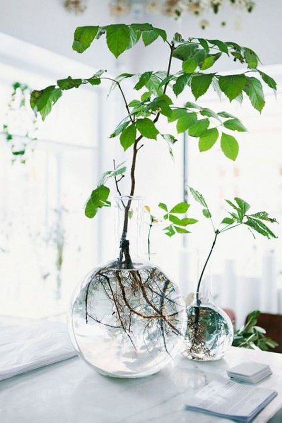 vase like tanks with water plants on a table #gardenIdeas #garden #gardening #plants #homeDecor #indoor
