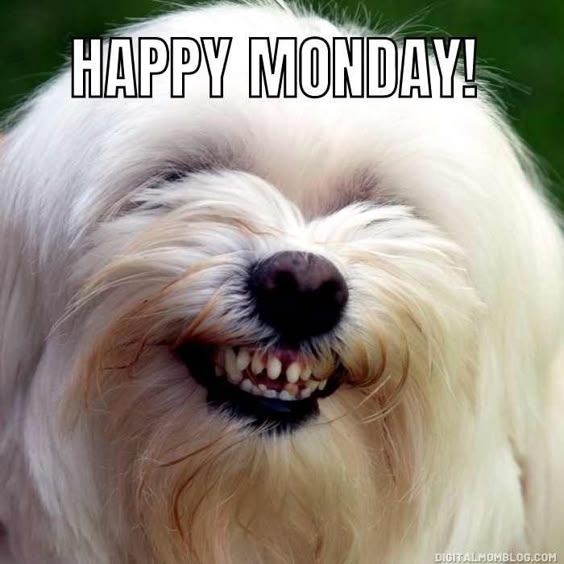 Monday Memes to Start Your Week with LOLs