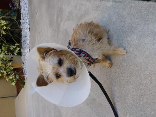 Help This Sweet Pup Find A Home Thx For Sharing Cairn Terrier