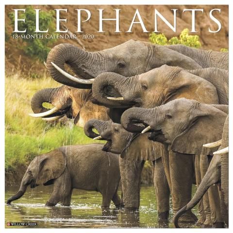 Pin On 2021 Animal Calendars baby elephant calendar 2021