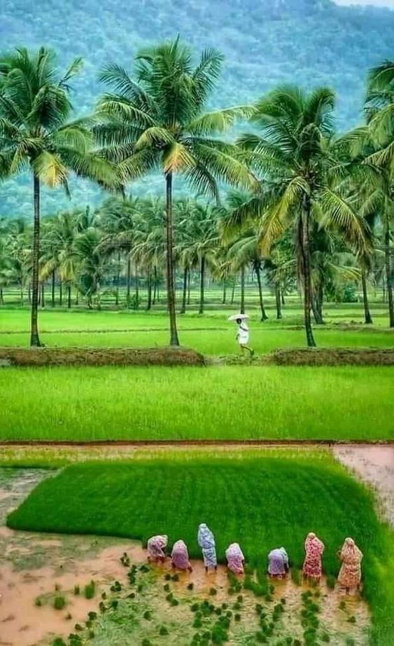 good-morning-kerala-nature-photos