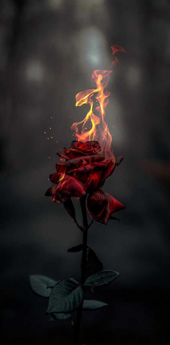 Burning Rose ACEedit wallpaper by AceLWs - Download on ZEDGE™ | 1e54