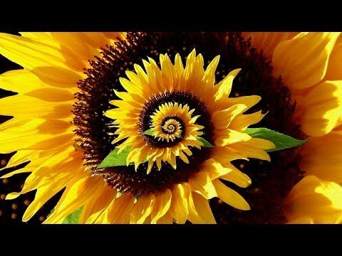 Decoding The Secret Patterns Of Nature Fibonacci Ratio Pi