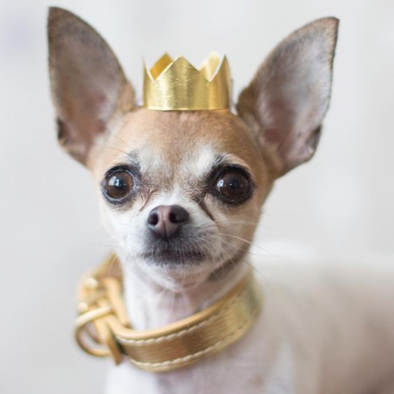 30 Best Dog Names For Mighty Little Chihuahuas Pictures Cute