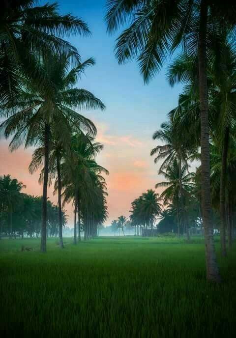 good-morning-kerala-nature-photos