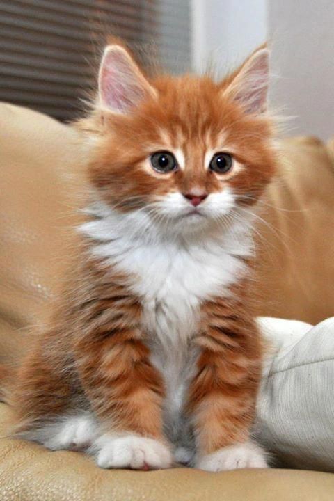 Kittens For Sale On Gumtree Beautiful Kittens 1 Ginger Male