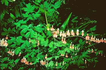 Natural Stuff Bleeding Heart Cool Insects Birds And The Bees