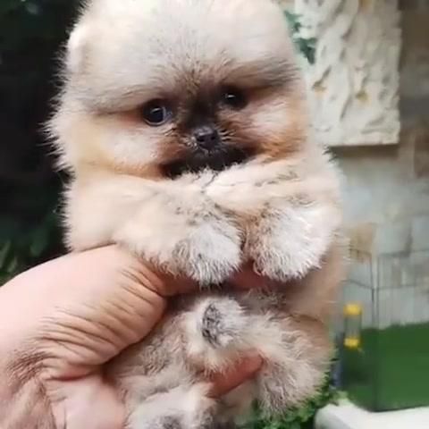 Cute Pomeranian Fuzz Ball Cute Pomeranian Pomeranian Dog Toy
