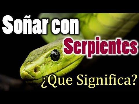 Soñar Con Serpientes Víboras O Culebras Que Significa Que Quiere Decir Descúbrelo Aquí Youtube Serpientes Culebras Significado De Los Sueños