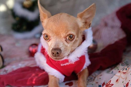 Hamilton On Speial Needs Chihuahua Meet Ducky A Pet For