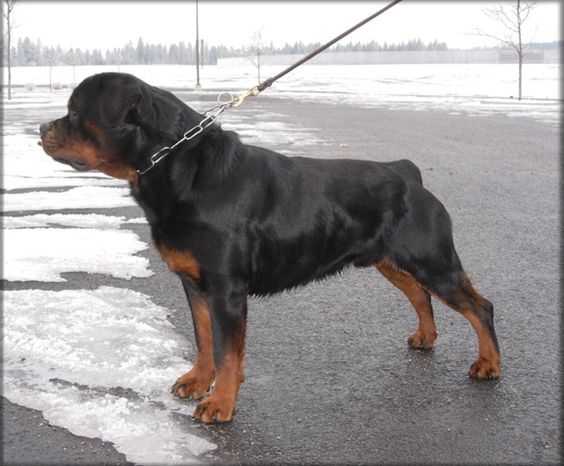 Rottweiler Stud Dogs | Rottweiler Males | Jenecks Rottweilers