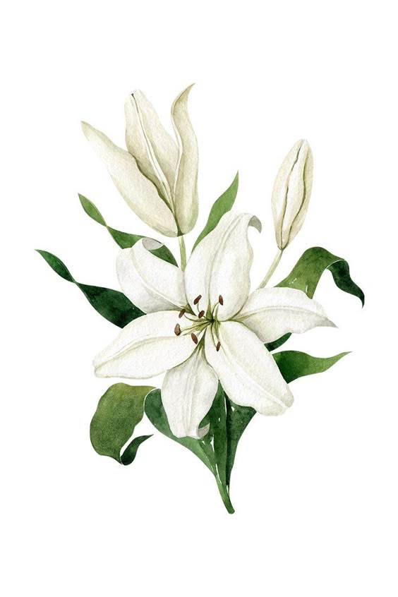White Lilies Watercolor Collection #watercolorflowers #watercolor #watercolorlilies #whitelilies #whitelily #wedding #weddinginvitation #lily #lilyflowers #greenery