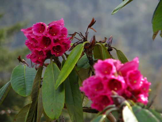 tibetan rhododendron - Google Search