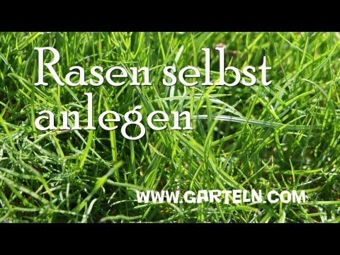 Rasen Kalken Selbst De Moos Im Rasen Rasen Vertikutieren