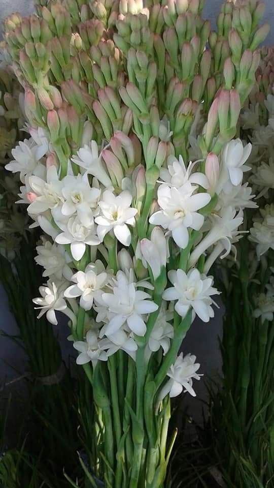 Variétés Rares Mixtes Bicolores Plantes Voyantes Pour L'intérieur Et L'extérieur Bouquet Décoratif Riche En Arôme 60 Pièces Graine De Rose Uniques GLTING Variétés Rares Mixtes Bicolores Plantes Voyantes Pour L'intérieur Et L'extérieur Bouquet Décoratif Riche En Arôme 60 Pièces Graine De Rose Uniques GLTING
