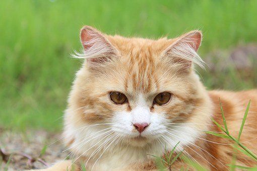 Image Pixabay Lien Jouets Pour Chats Beaux Chats Cute Kittens Chats Et Chatons Image Pixabay Lien Jouets Pour Chats Beaux Chats Cute Kittens Chats Et Chatons