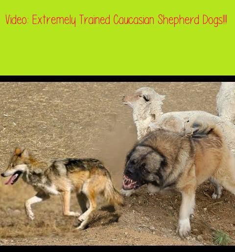 Extremely Trained Caucasian Shepherd Dogs Dog Training