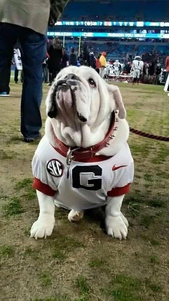 Bulldog Calm Courageous And Friendly Bulldog Georgia Dawgs