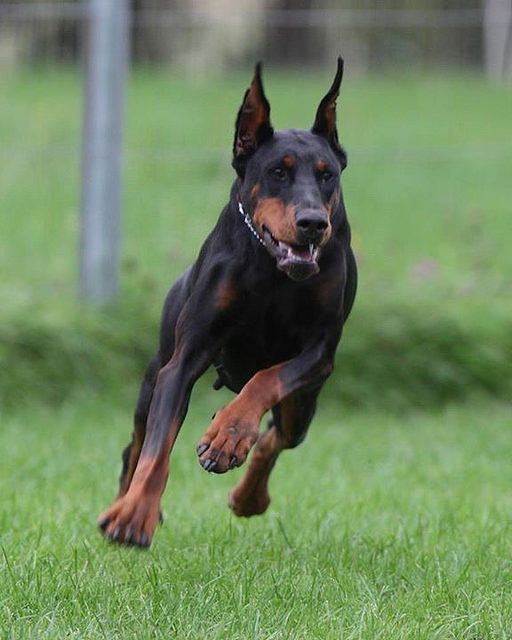 Is Your Dobermann Pinscher Driving You Crazy Within Hours Stop