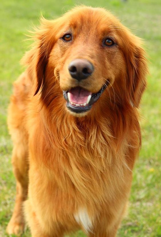 Beautiful Golden Retriever Smile Goldenretriever Golden