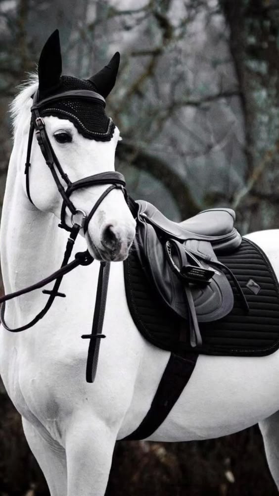 ๐ด๐chevalโขpassion | Photos de chevaux, Photographie รฉquestre, Photographie รฉquine