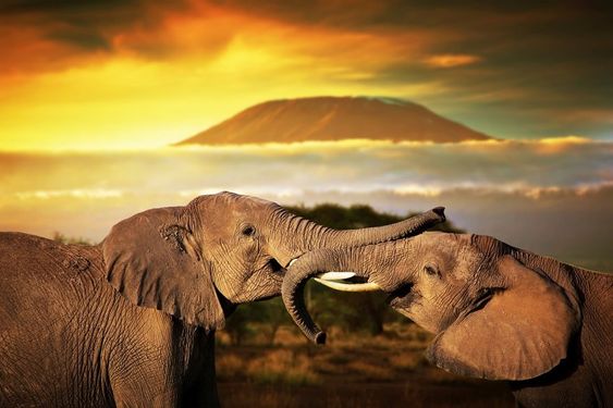 Elephants playing with their trunks featuring amboseli, national, and park