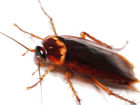 Exterminate roaches and repel insects Donât let cockroaches, insects, or spiders get the upper hand in your home. ⢠Keep a can of WD-40 handy, and when you see a roach, spray a small amount directly on it for an instant kill. ⢠To keep insects and spiders out of your home, spray WD-40 on windowsills and frames, screens, and door frames. Be careful not to inhale the fumes when you spray and do not do this at all if you have babies or small