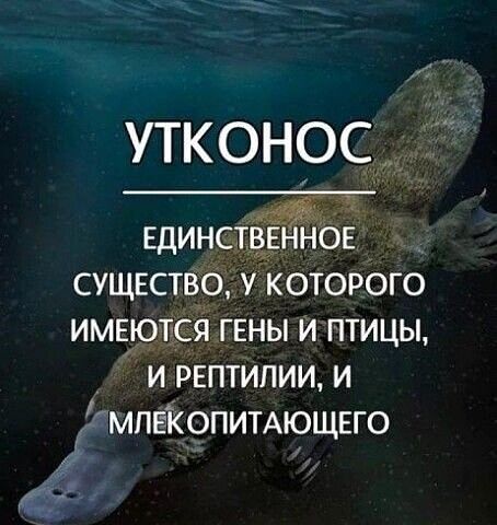 . | OK.RU