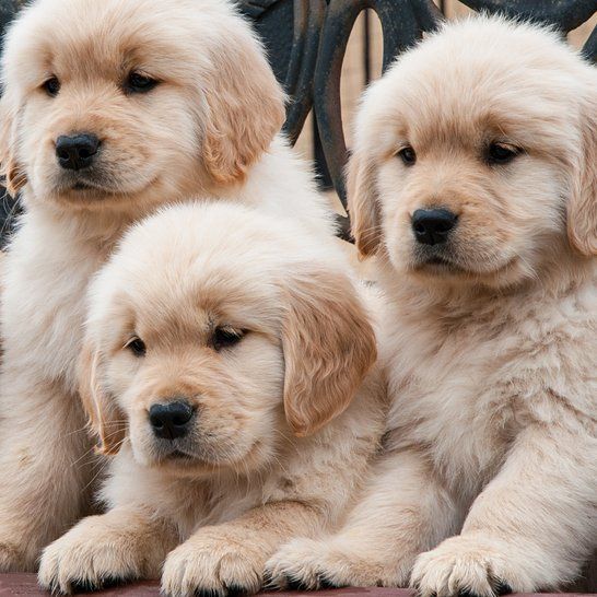 Pin By Manisha Darji On Puppies Dogs Dogs Golden Retriever