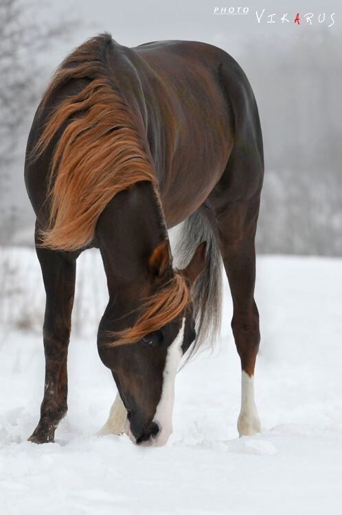 horse-photo