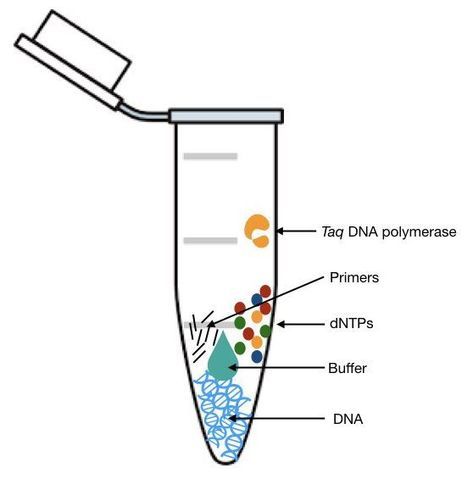 what is pcr
