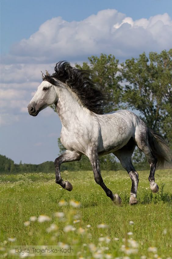 Andalusians - Edyta Trojaลska-Koch