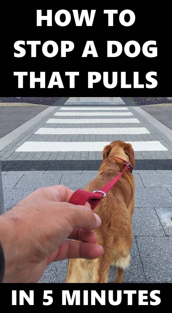 Do You Want To Train Your Dog To Stop Pulling On Leash Walking