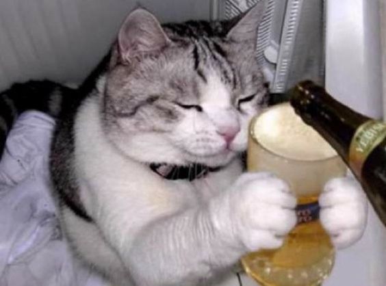 おいおい おまえは人間か と突っ込みたくなるおもしろ猫画像25選 動物おもしろ画像 おもしろ猫画像 猫 画像 おいおい おまえは人間か と突っ込みたくなるおもしろ猫画像25選 動物おもしろ画像 おもしろ猫画像 猫 画像