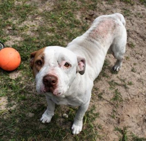 Pin On Adopt Me