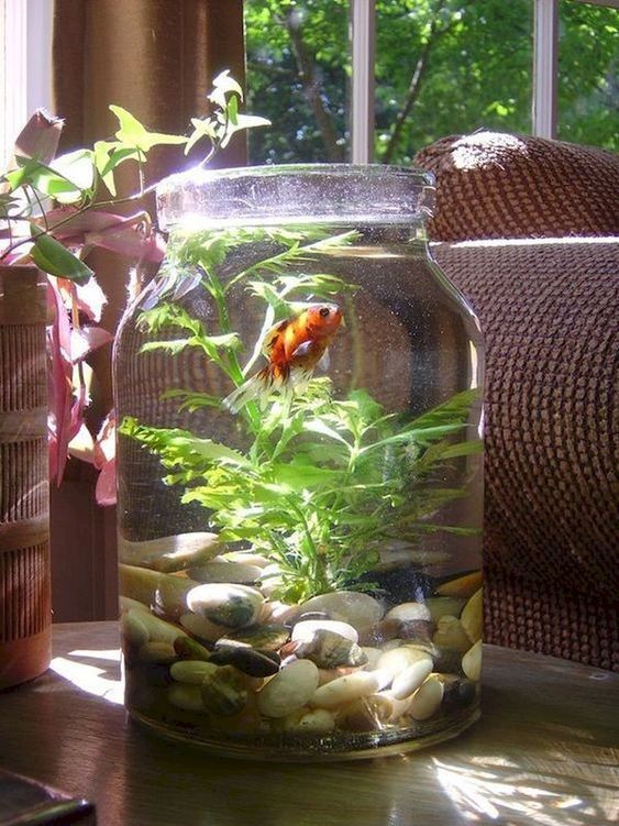 Water plants for an indoor goldfish aquarium #gardenIdeas #garden #gardening #plants #homeDecor #indoor