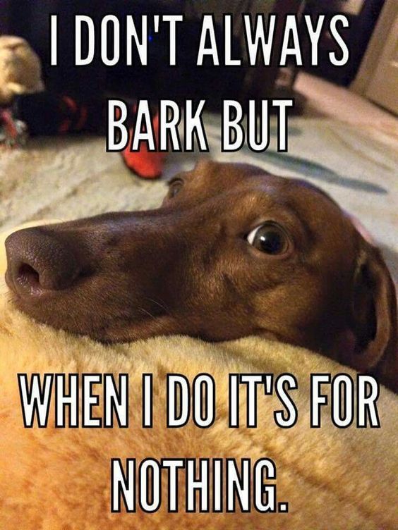 11 Funny Things About Dachshunds Only Owners Will Understand