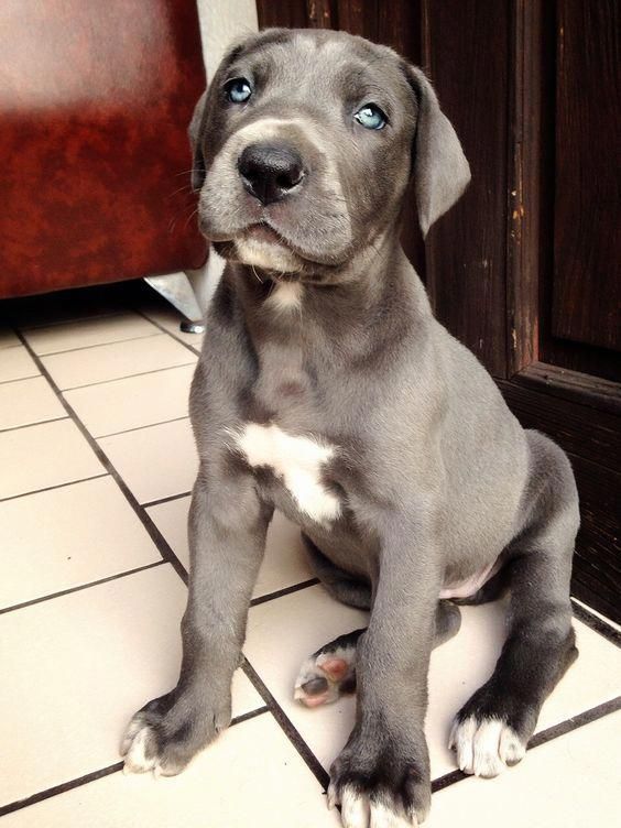 Blue Great Dane Puppy Greatdane Dane Puppies Great Dane Puppy