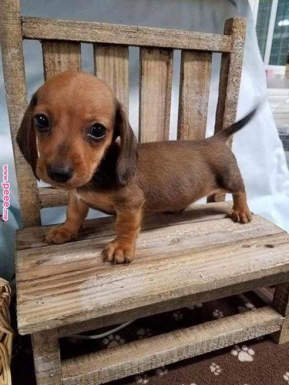 More About The Daschund Puppies Temperament Daschundmini