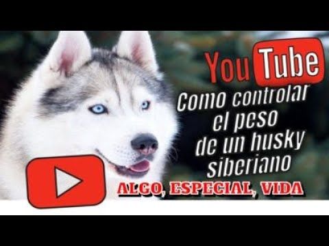 Como Controlar El Peso De Un Husky Siberiano Husky Siberiano Husky Siberiano