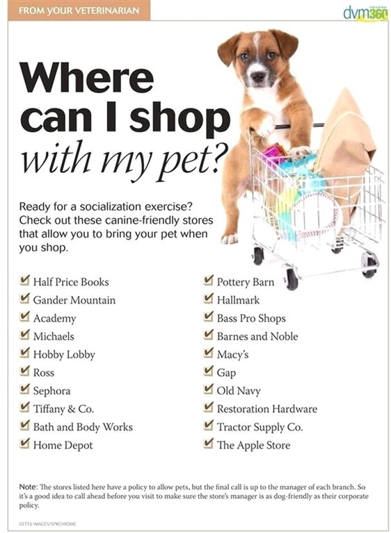 Dog Training Jewelry Free Dog Training Videos Service Dog
