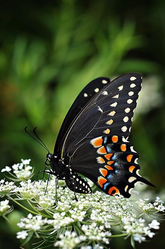 Butterfly Photograph, Black Swallowtail Photography, Butterfly Lovers Gift, Living Room Office Wall