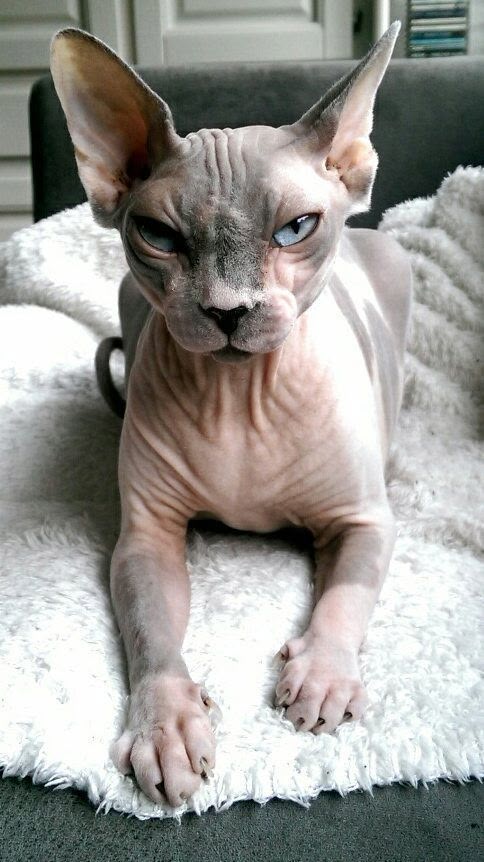 Sphynx lying in carpet Sphynx lying in carpet
