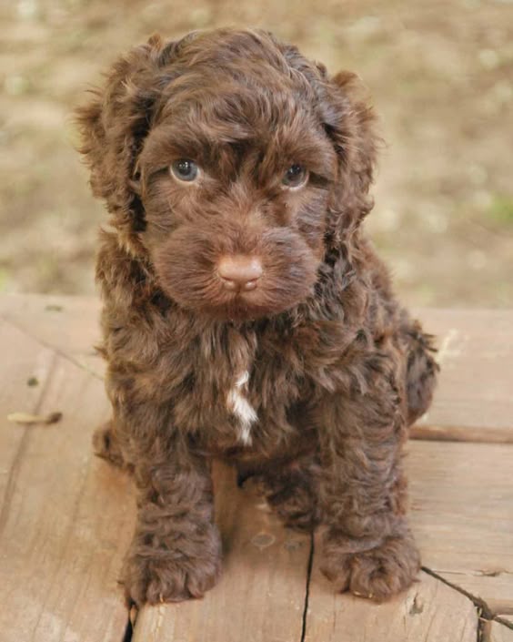 Chocolate Labradoodle - Courageous And Friendly Buddies! 3 2bd0aa7771f5ed062c2b6bc2e974cbd1 Chocolate Labradoodle - Courageous And Friendly Buddies!