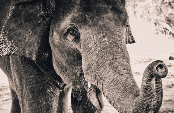 Thank you for viewing this Elephant Nursery photograph print. This purchase is for a digital download. No physical item will be shipped. You can download this print immediately after your purchase. Here is how you can download your item: https://www.etsy.com/help/article/3949 Our prints are a perfect addition to any farmhouse, country, or southern home. We take pride in that fact that our photos represent some of the best of American and Southern life! Have a request for a certain animal or type